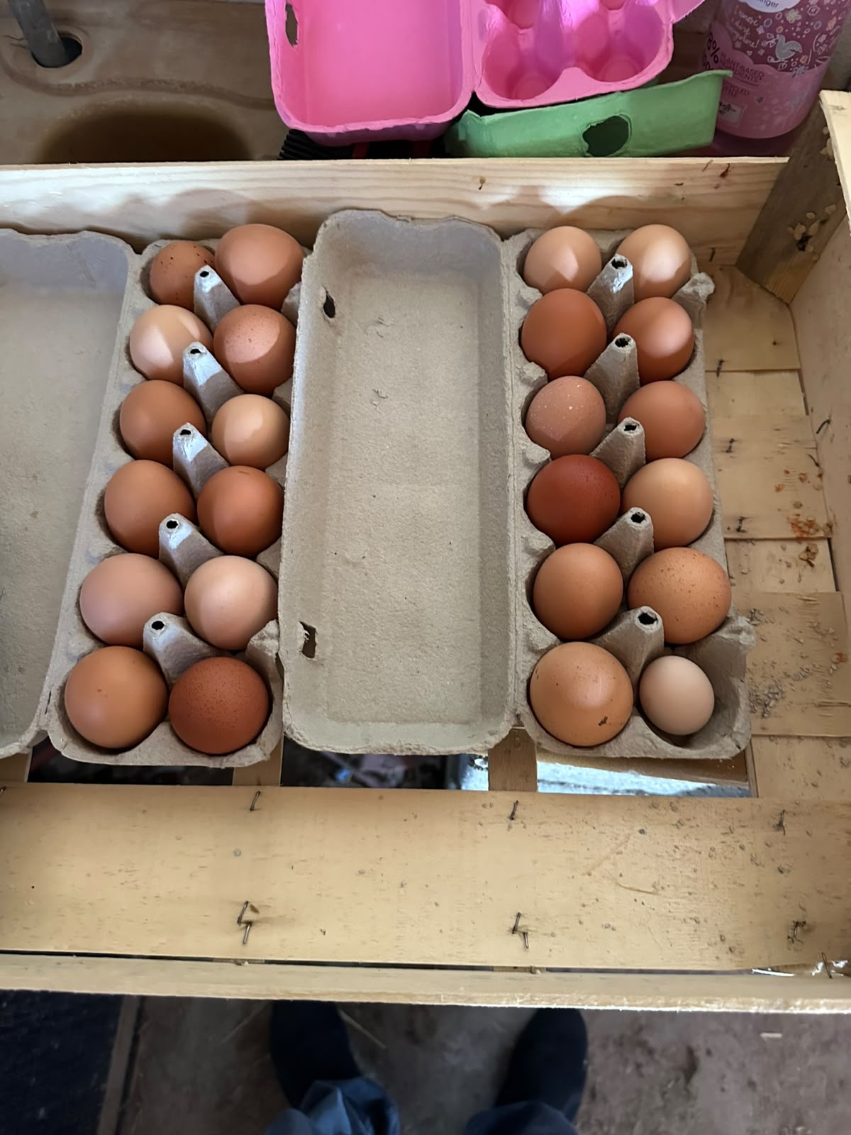 Cartons remplis d'œufs frais de la ferme, récolte du jour