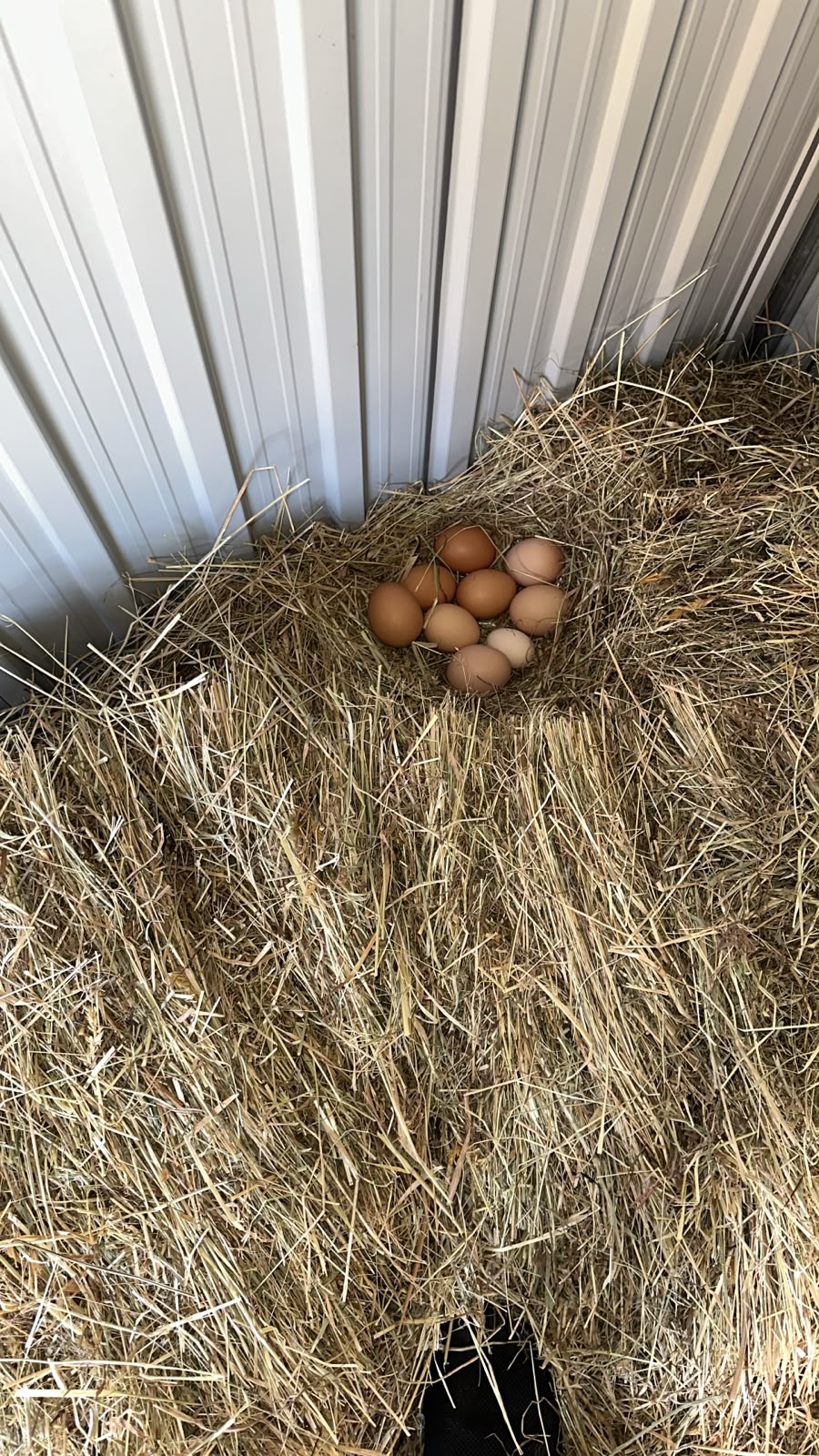 Œufs fraîchement pondus dans un nid de paille au poulailler