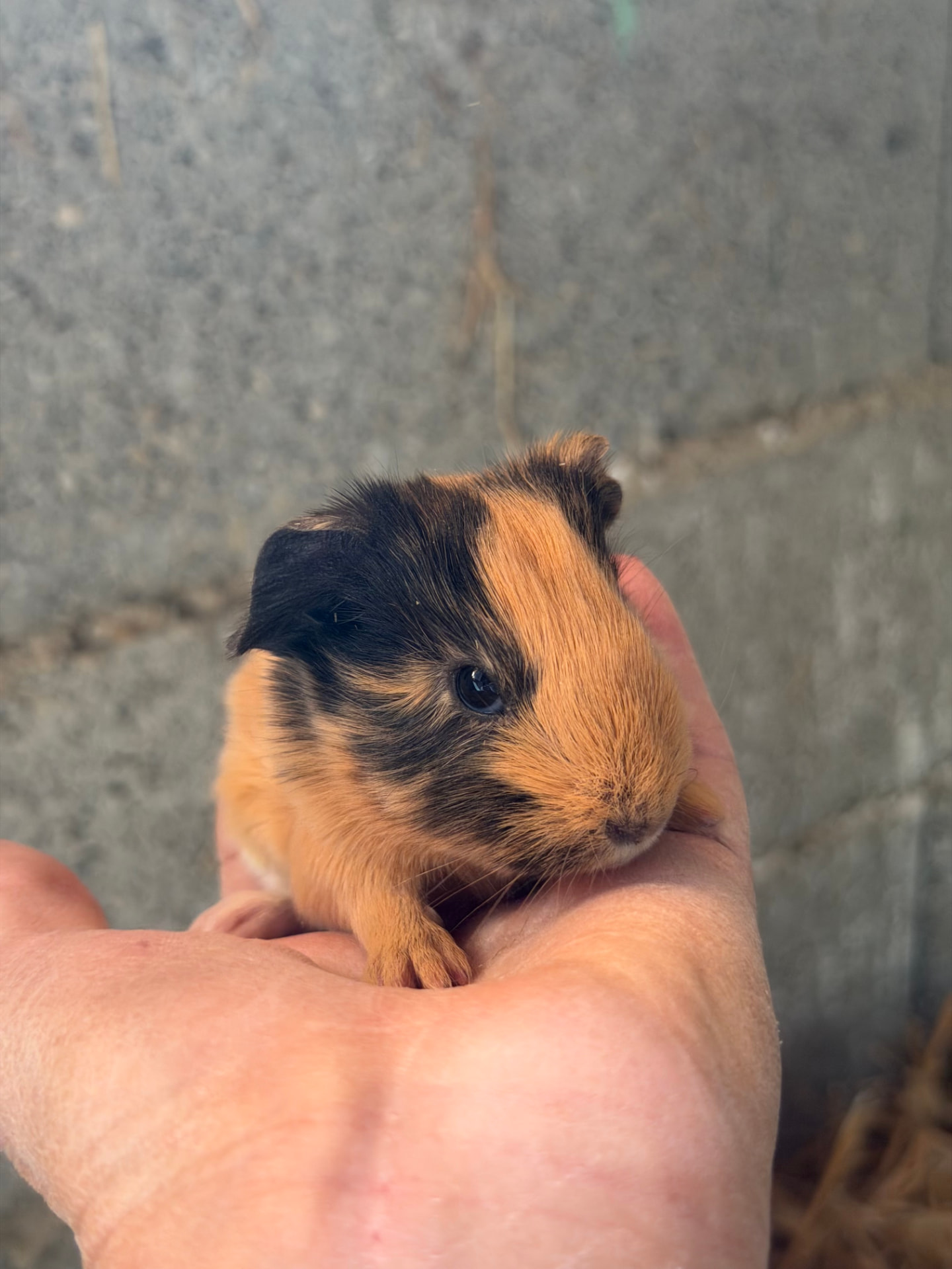 Bébé cochon d'Inde roux et noir, tout doux, blotti dans une main à la ferme Pattes & Plumes