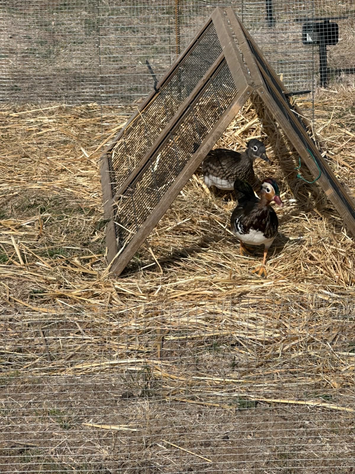 Nos deux canards mandarins, le mâle aux couleurs éclatantes et la femelle, sous leur abri de paille