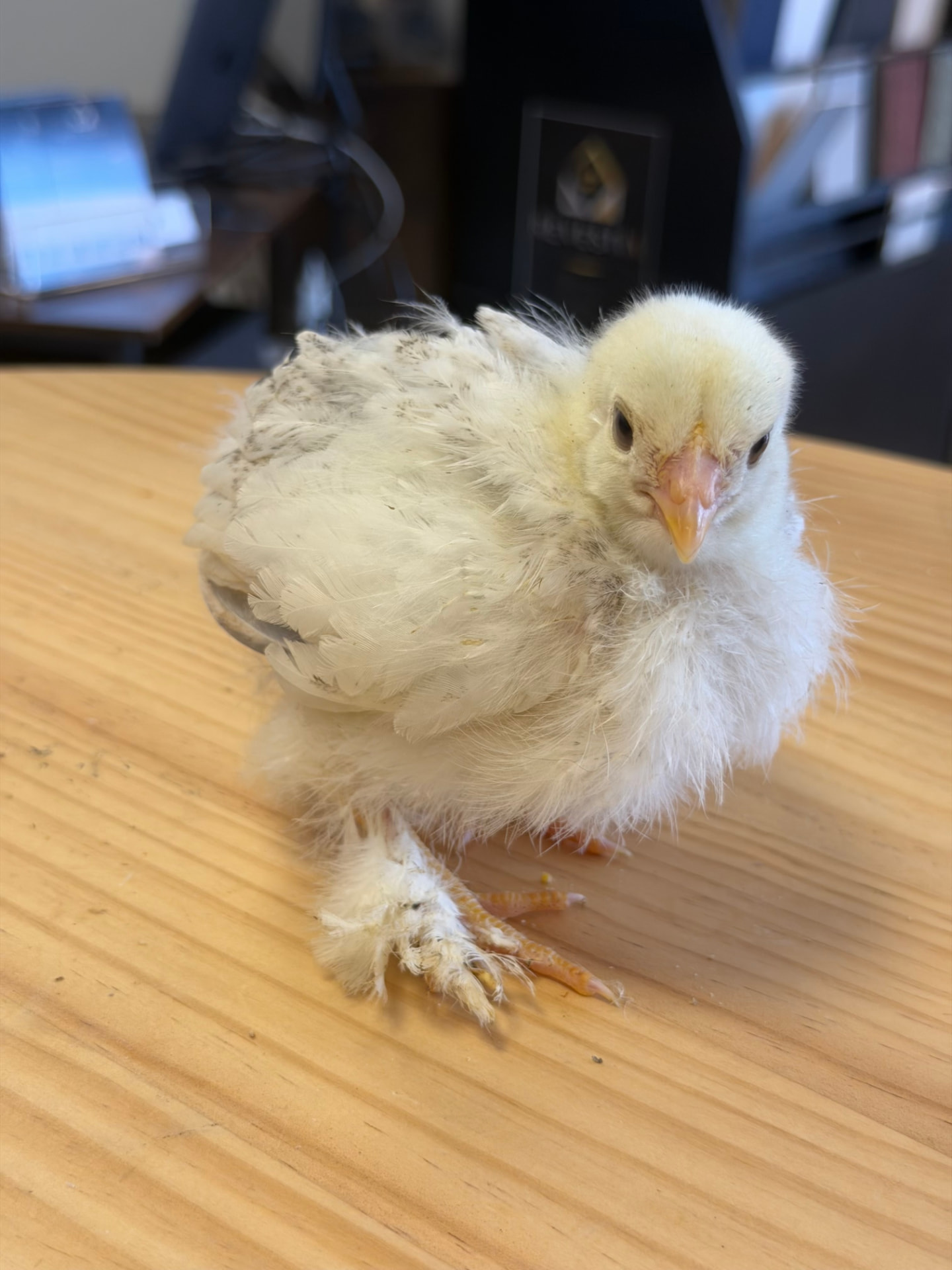 Poussin blanc au duvet tout doux et aux pattes emplumées