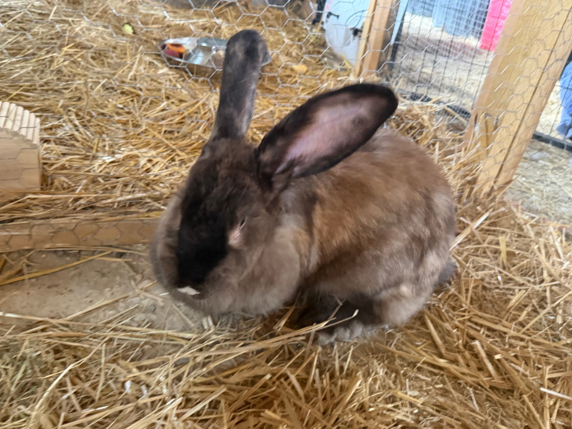 Le grand lapin Géant allemand de Pattes & Plumes vivant paisiblement à la ferme