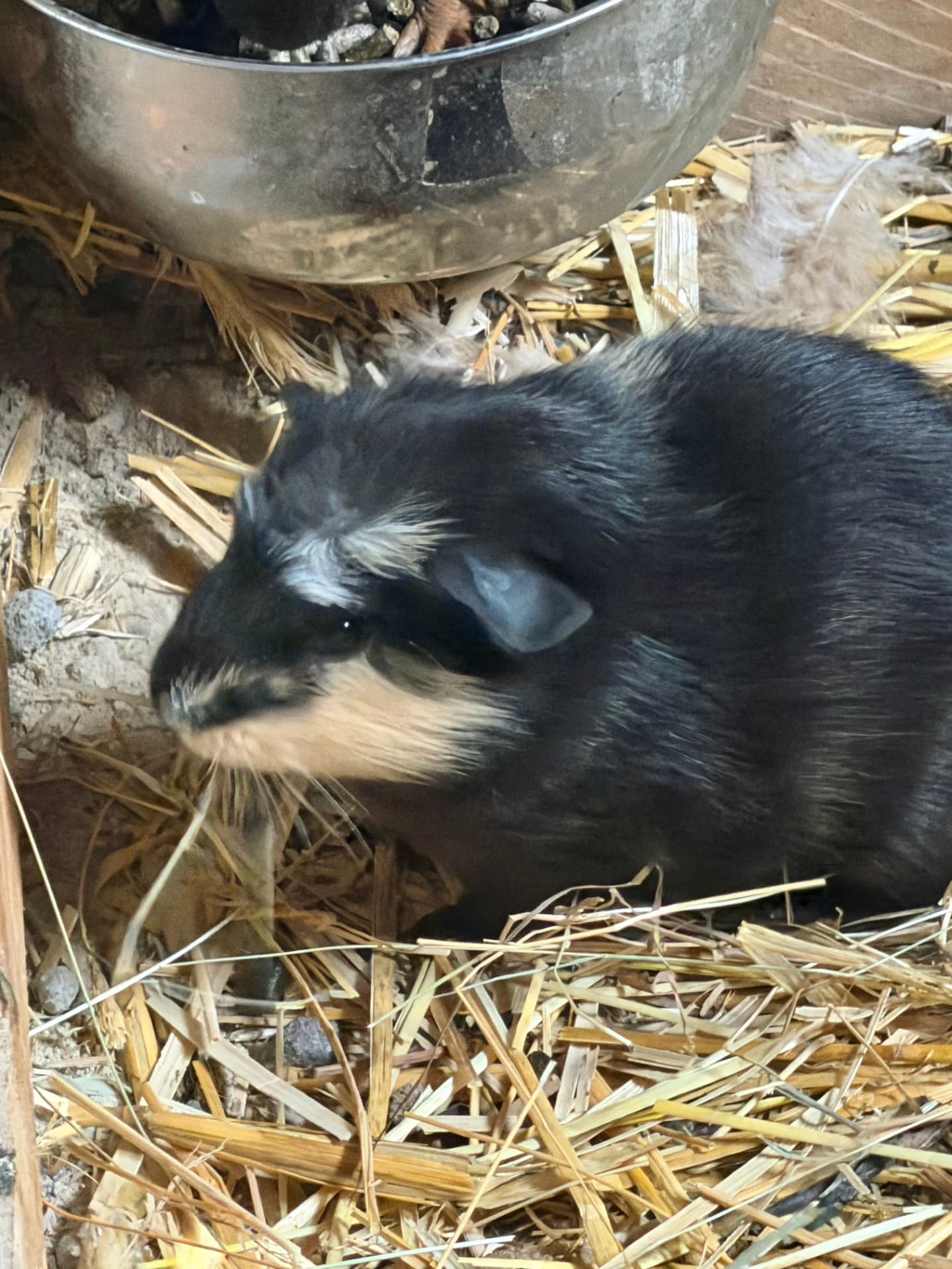 Cochon d'Inde noir et beige savourant sa gamelle dans la paille