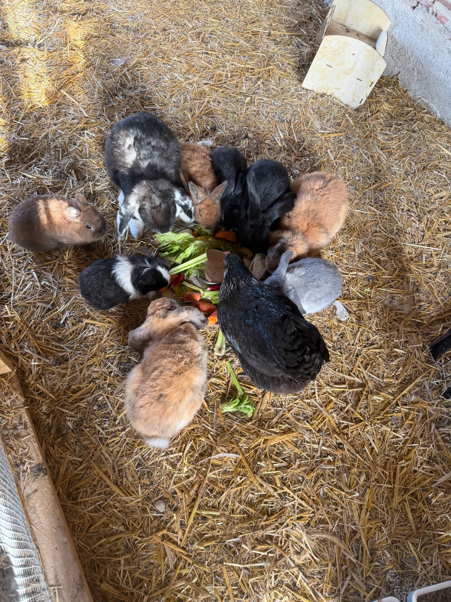 Lapins et poules partageant un repas de légumes frais à la ferme