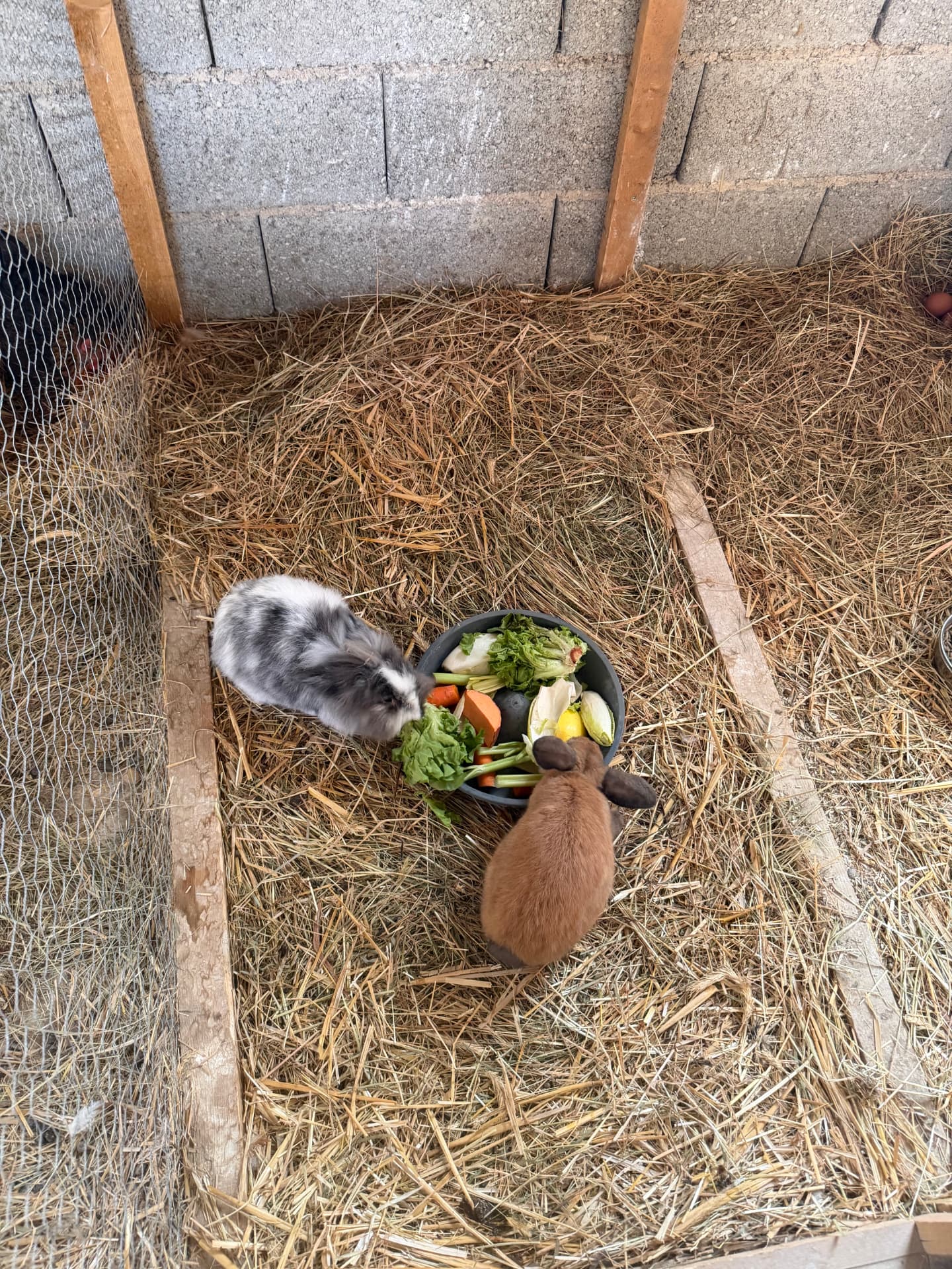 Deux lapins dégustant un panier de légumes frais sur la paille