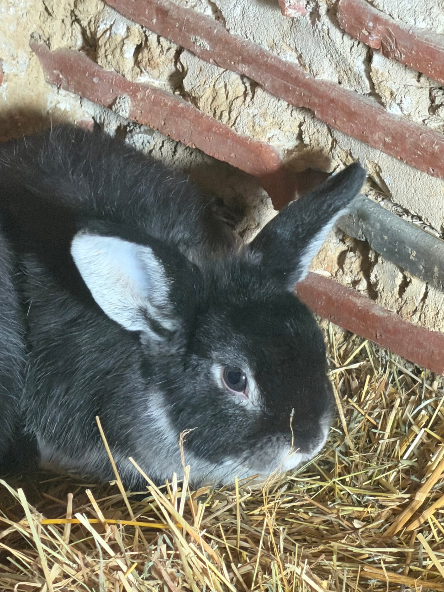 Portrait d'une lapine toy noire aux oreilles bordées de blanc