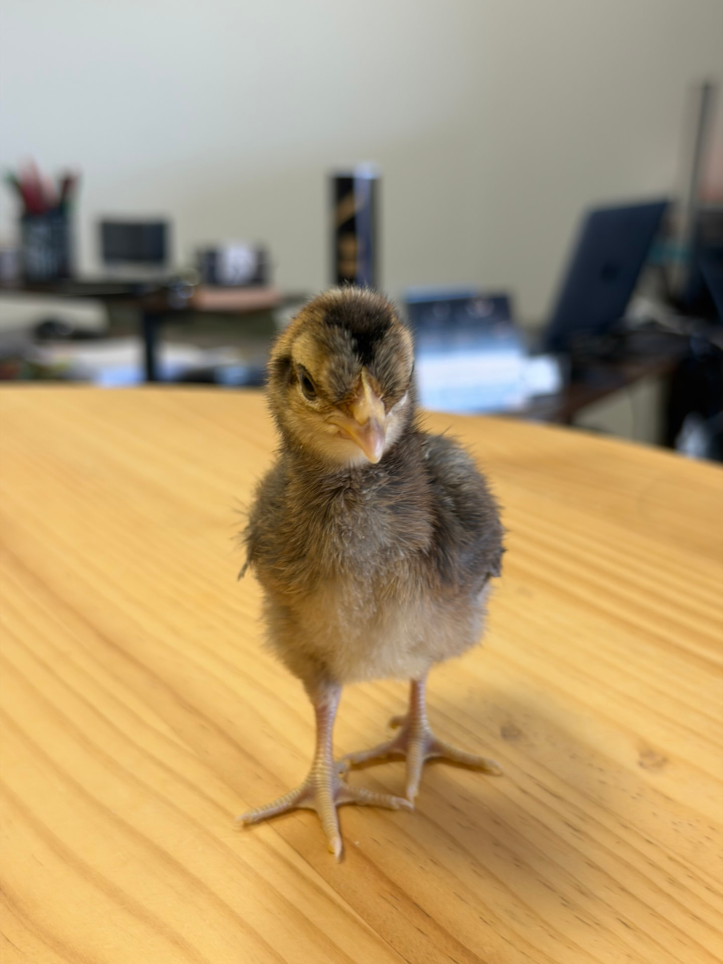 Petit poussin brun sombre debout sur une table en bois