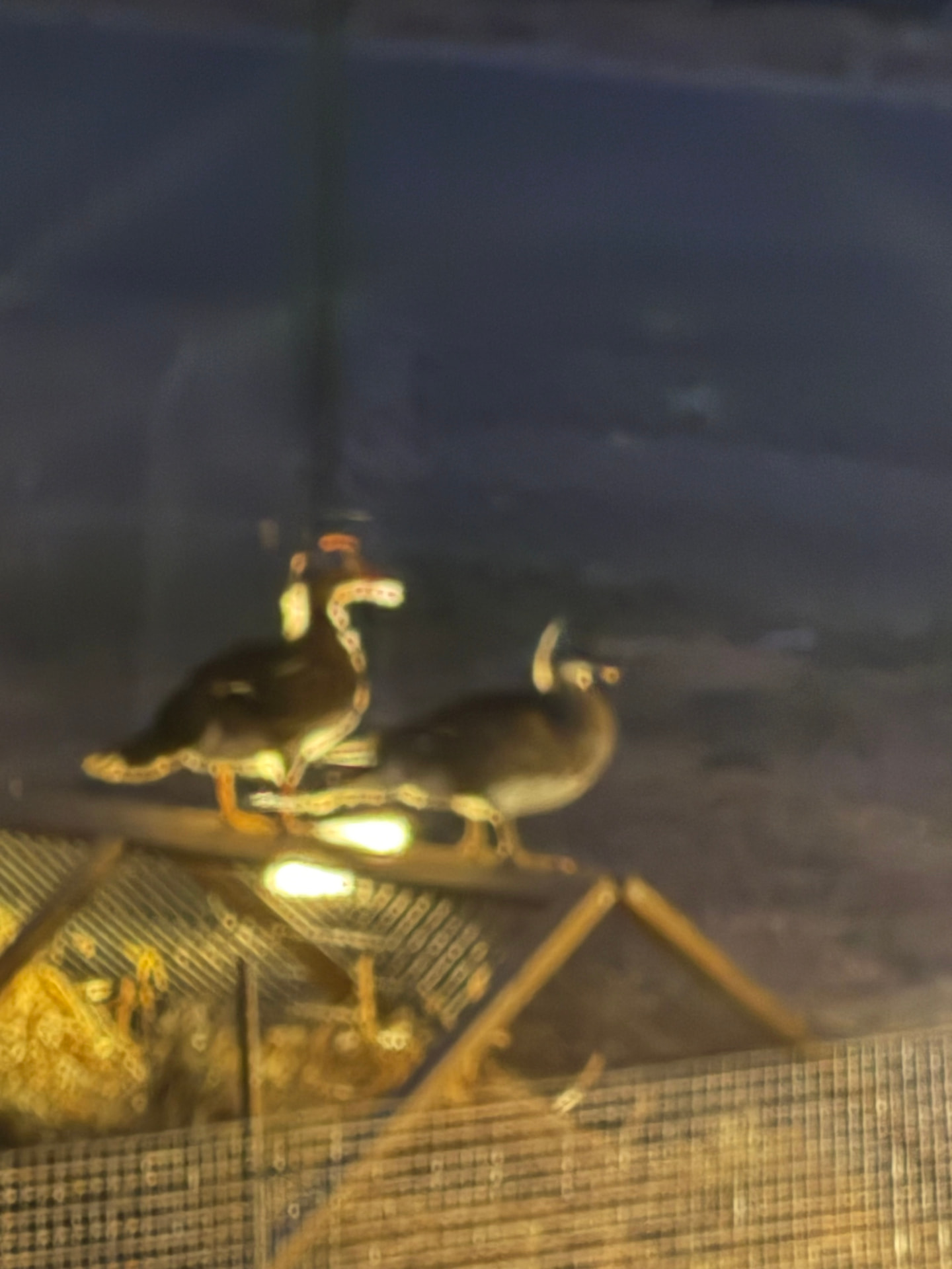 Nos canards mandarins perchés côte à côte le soir à la ferme