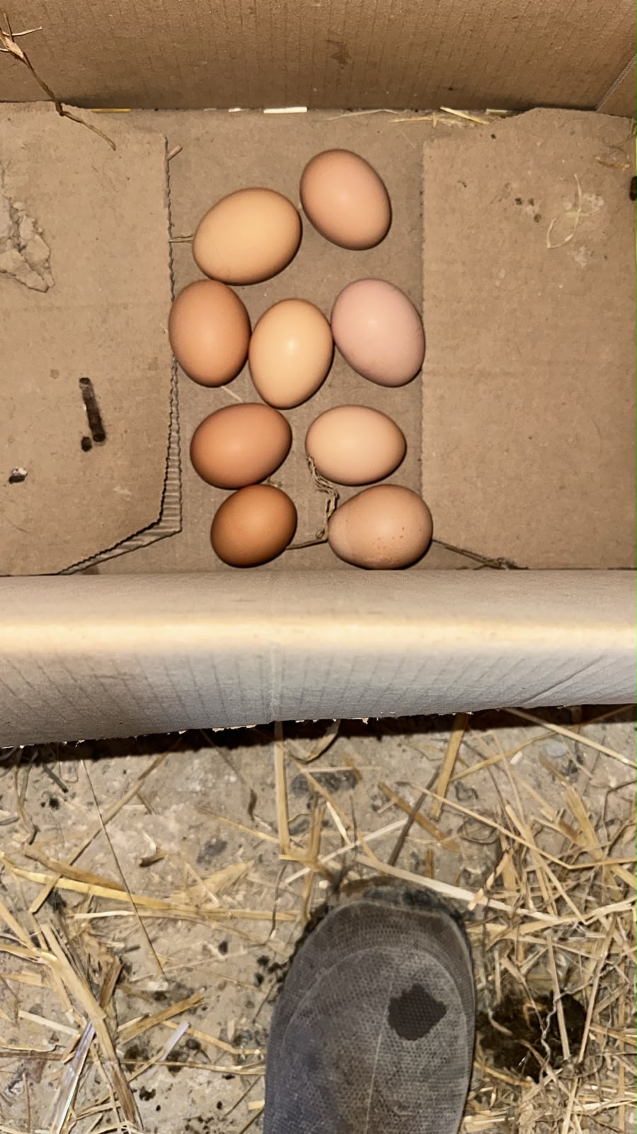 Œufs du jour disposés dans une boîte en carton au poulailler
