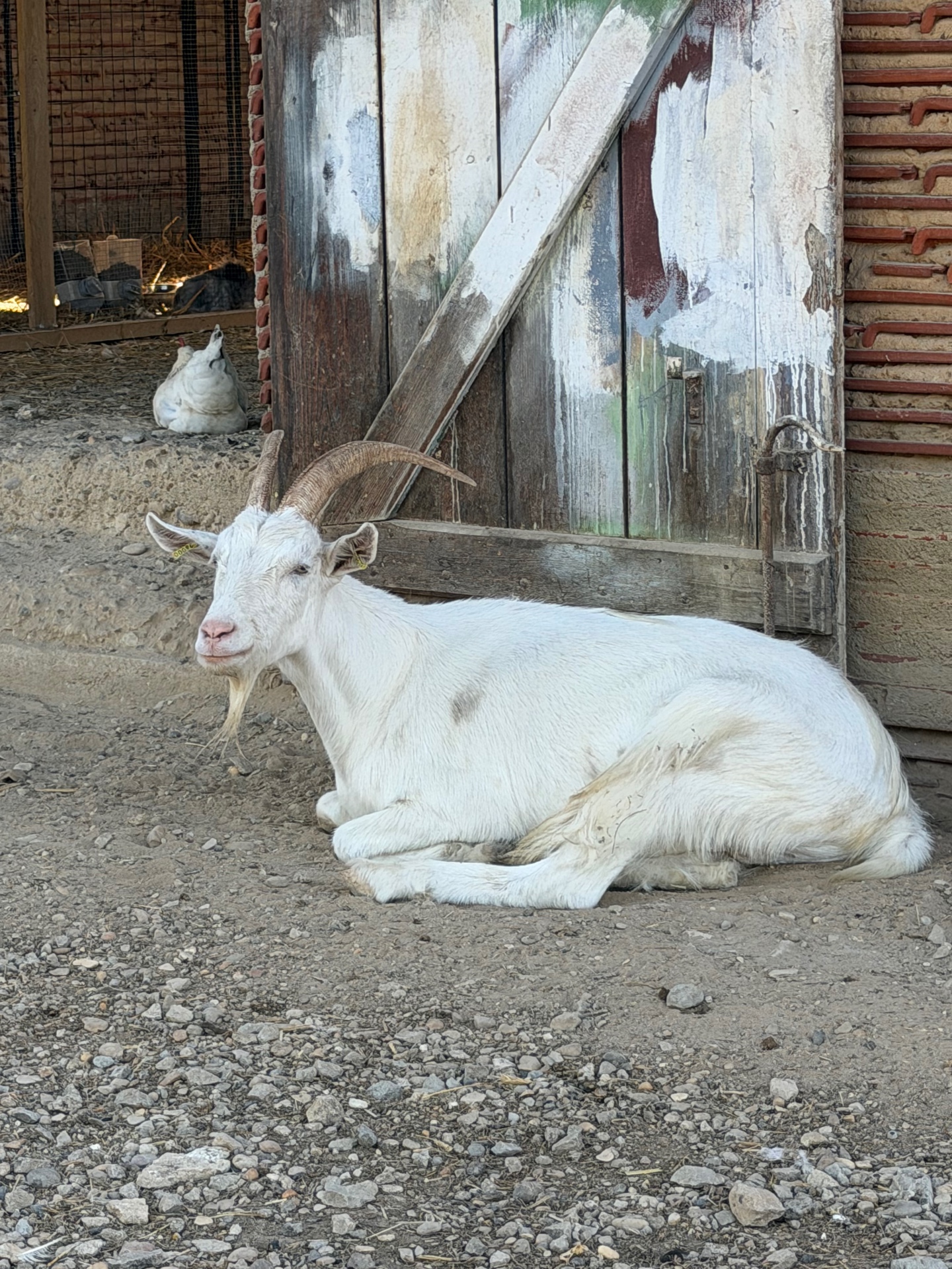 Bibi devant la chèvrerie — Chèvre blanche · moment de calme Bibi, chèvre blanche de la ferme Pattes & Plumes, couchée devant la chèvrerie