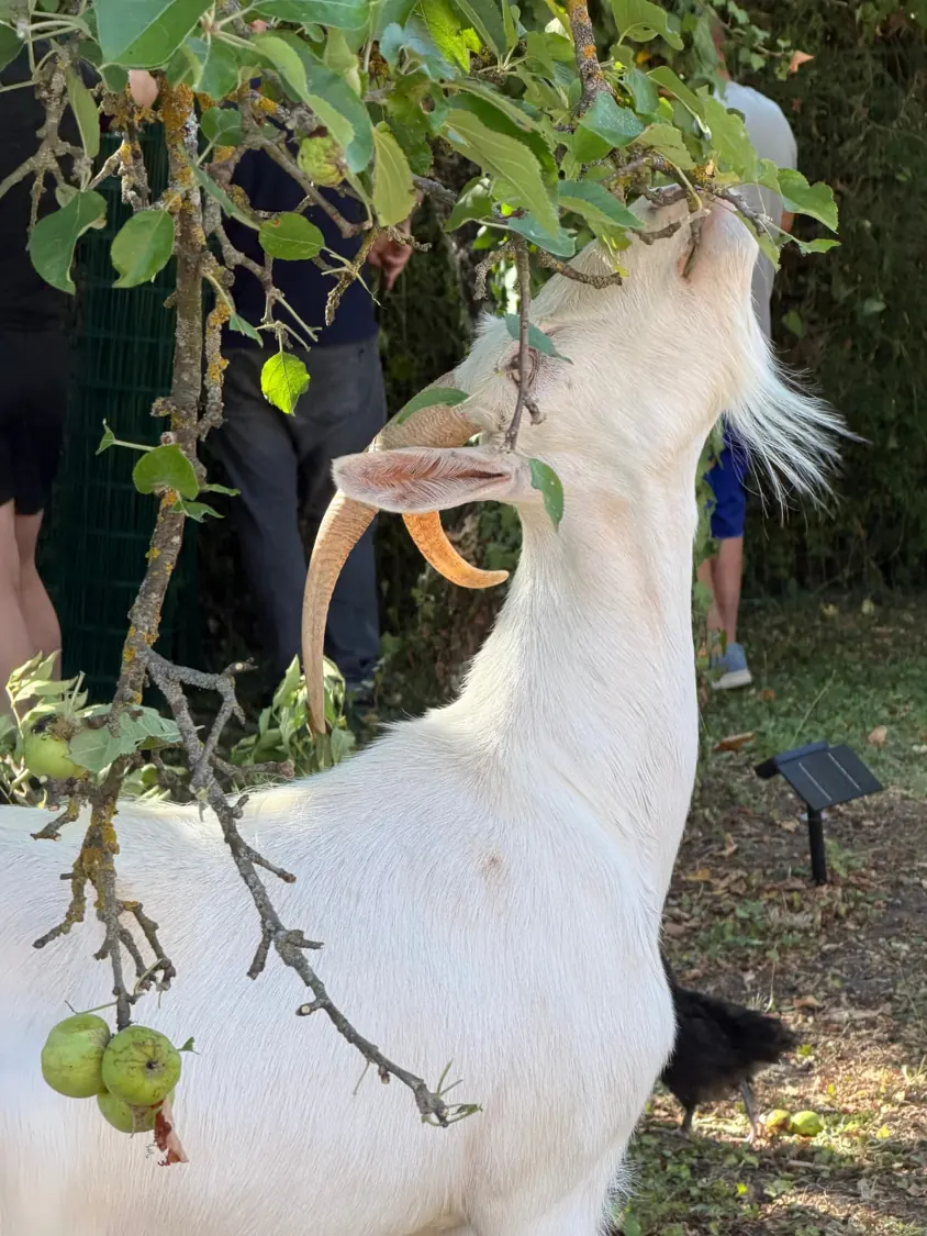 Bibi sous le pommier