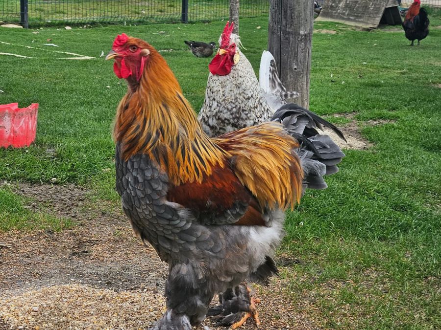 César — Coq Brahma · arrivé cette semaine César, coq Brahma nouvellement arrivé à la ferme thérapeutique Pattes & Plumes à Saint-Germain-du-Plain, en Bourgogne
