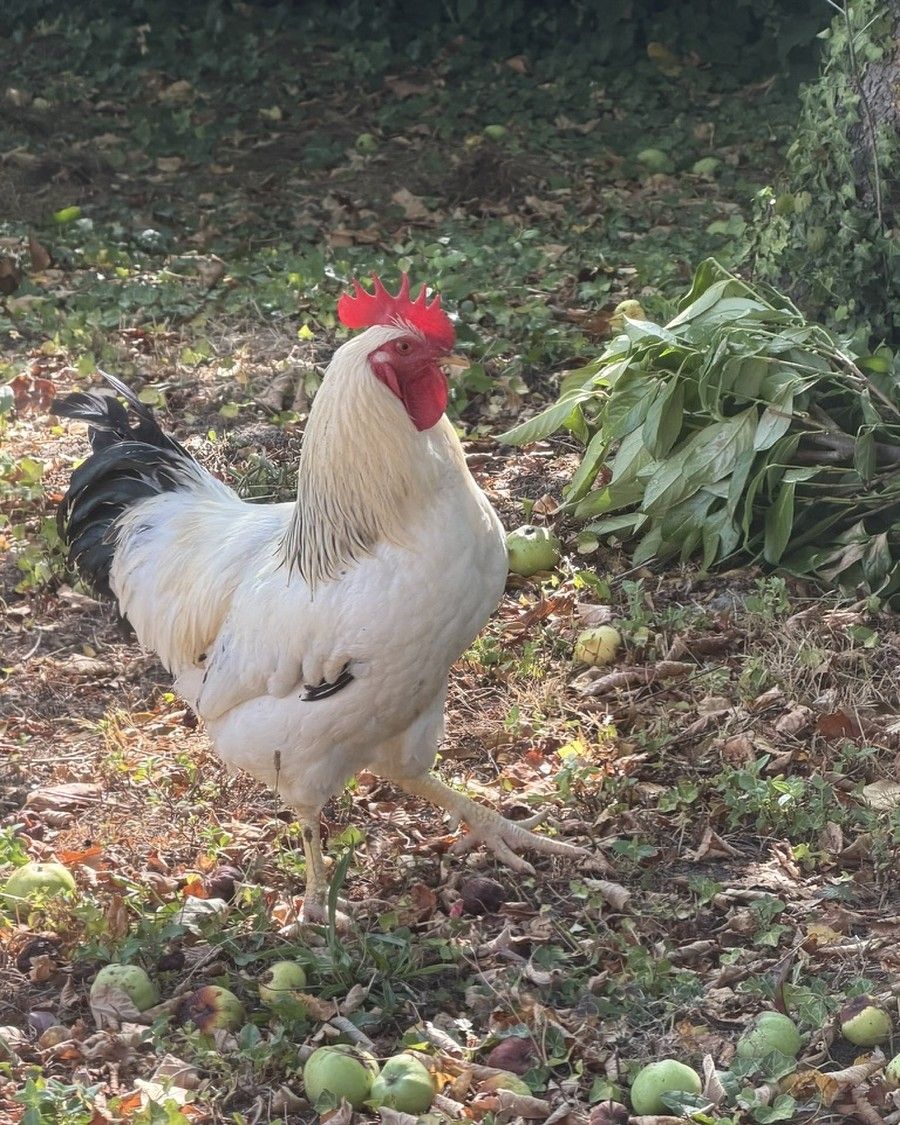Marcel — Coq · le majestueux Marcel, coq blanc à crête rouge de la ferme thérapeutique Pattes & Plumes, dans le verger en automne