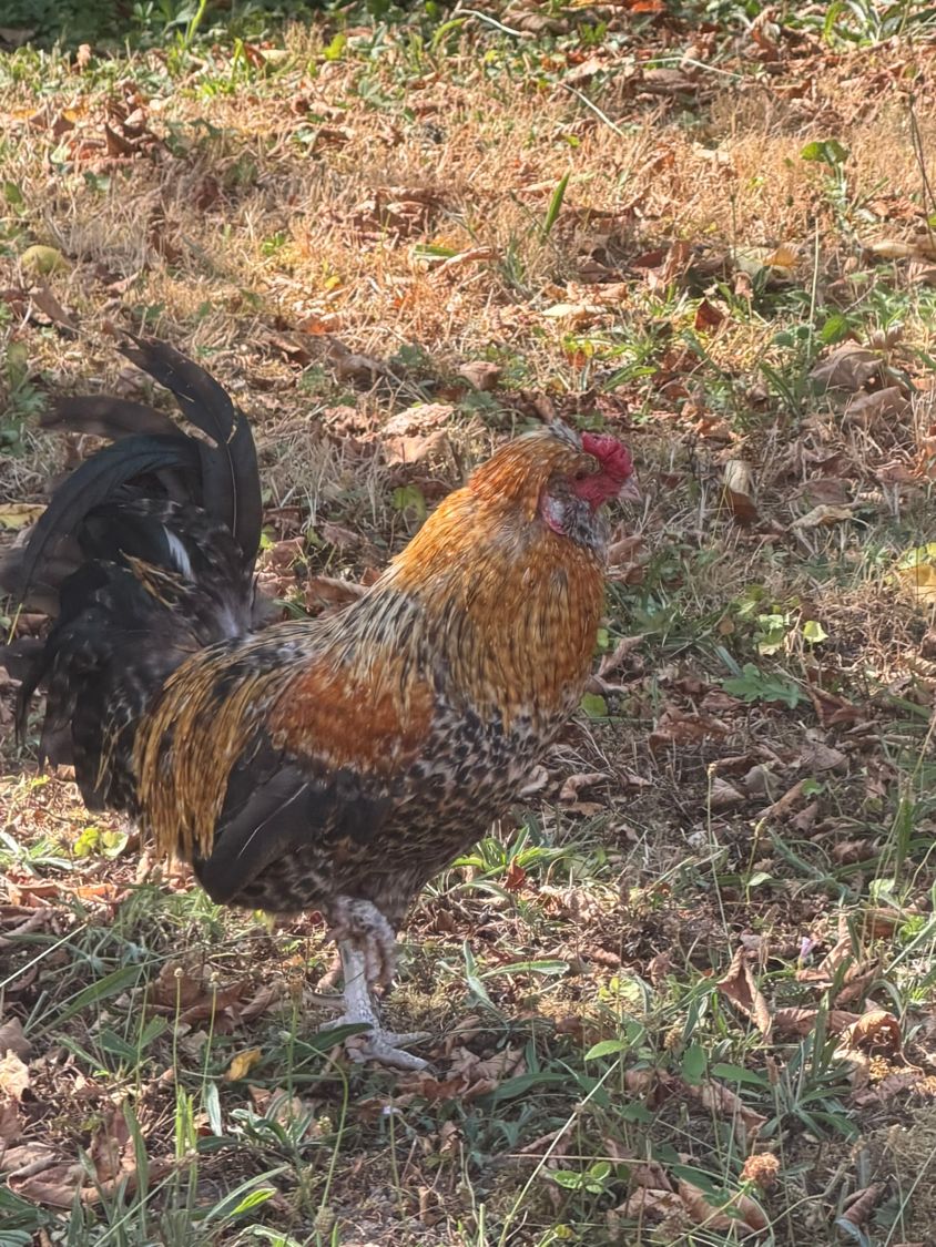 Napoléon — Coq nain · le petit prince Napoléon, coq nain doré et noir aux pattes plumeuses, dans l'ensoleillé de la ferme thérapeutique Pattes & Plumes