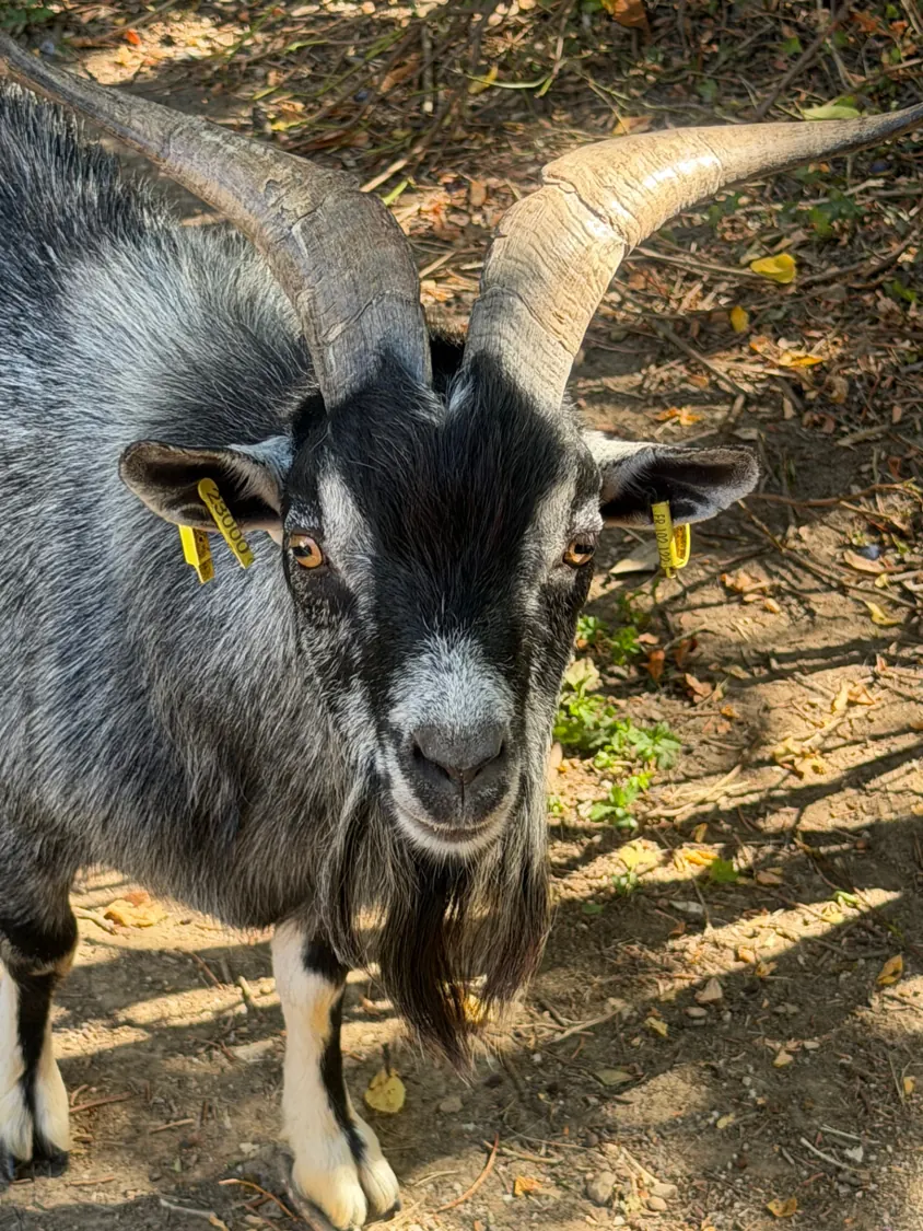 Ulyss le bouc des fossés